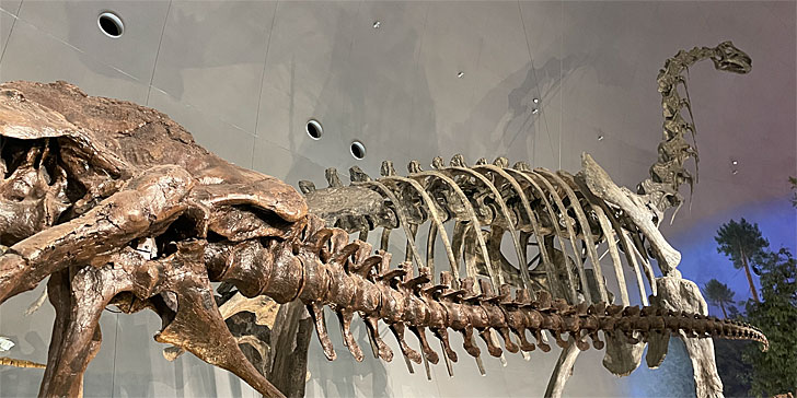 恐竜の骨その２
