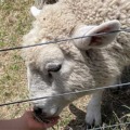 混雑状況！マザー牧場で動物とふれあい＆餌やり体験