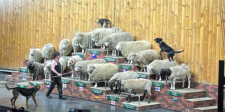 羊のショー
