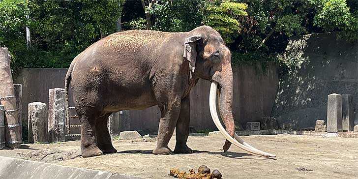 日本一牙の長い象