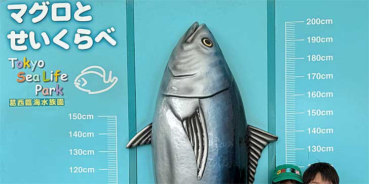 マグロとせいくらべ