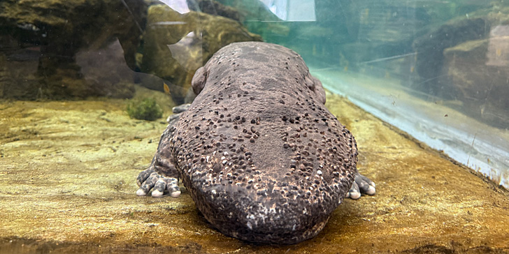 オオサンショウウオ