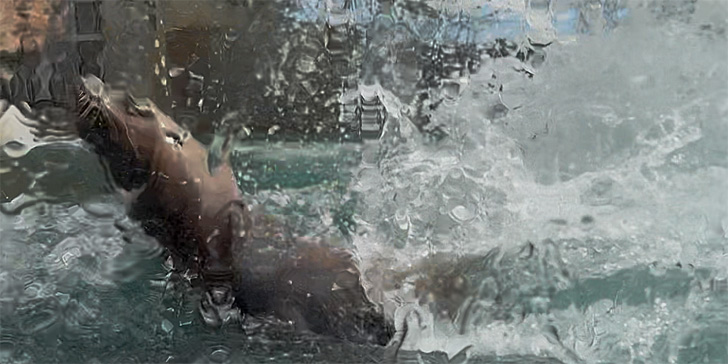 ダイビングするトド