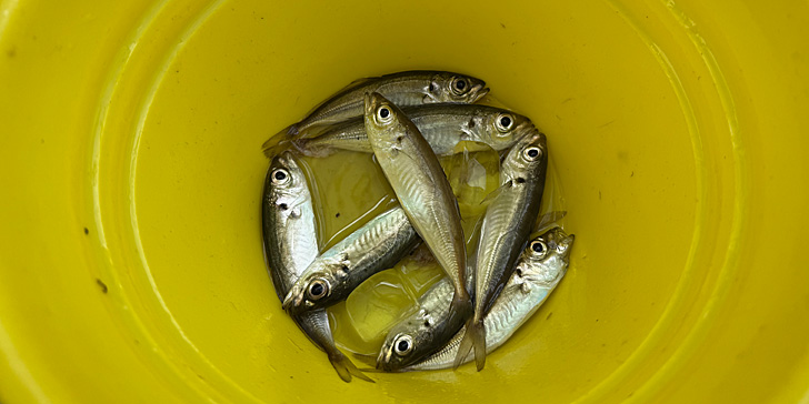 大量の鯵