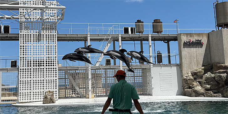 ジャンプするイルカ