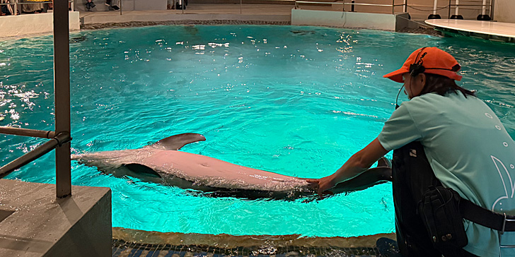 お腹を見せるイルカ