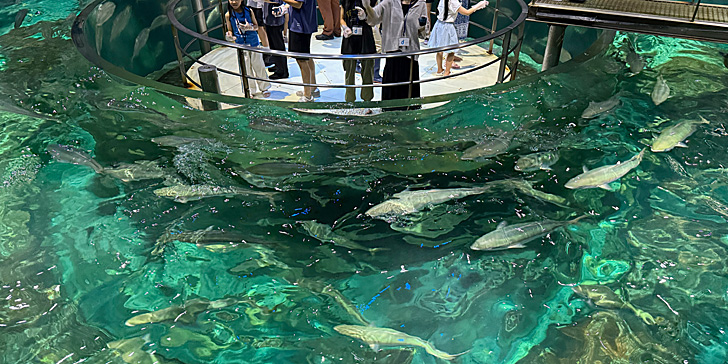 フィッシュダンス