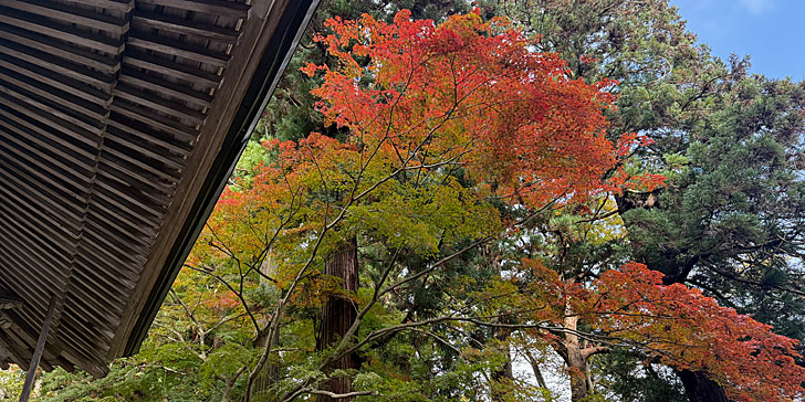 中尊寺 紅葉1