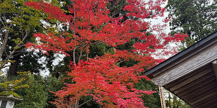 中尊寺 紅葉2