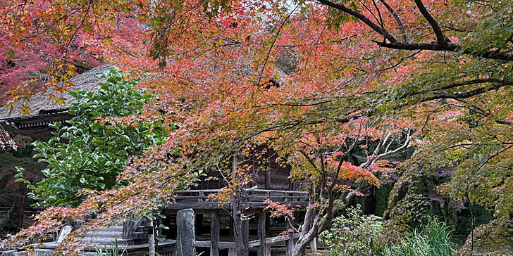 中尊寺 紅葉5