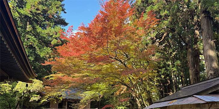 中尊寺 紅葉6
