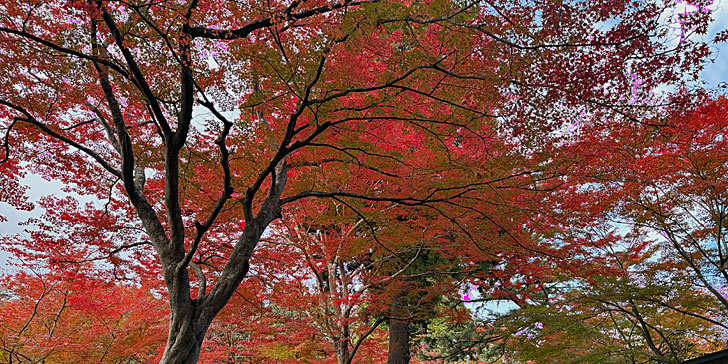 中尊寺 紅葉７