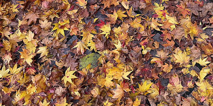 紅葉 落ち葉